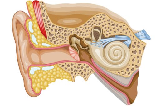 Auditory system and hearing loss types