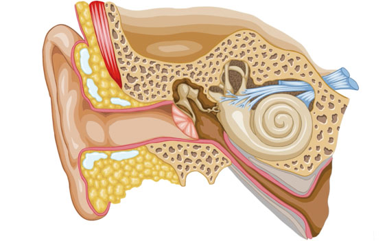 auditory system